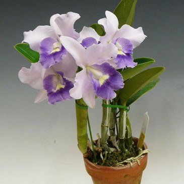 Орхидея каттлея LC. Final Blue