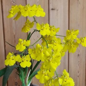 Онцидиум Onc. Mayfair