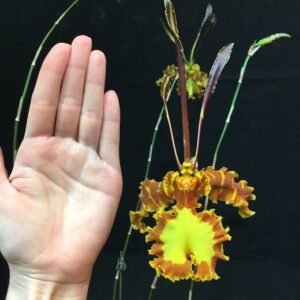 Орхидея Психопсис