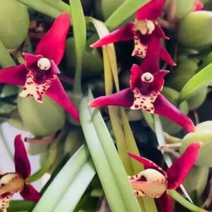 Орхидея Максилярия