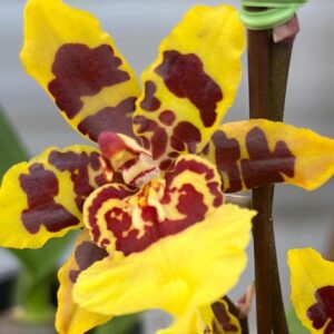 Камбрия тигровая