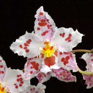 Онцидиум Tomales Bay