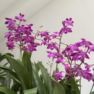 Дендробиум УЦЕНКА