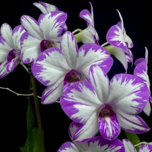 Дендробиум Den. Enobi Purple 'Splash'