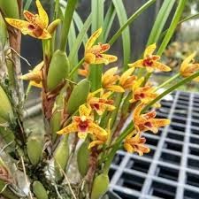 Орхидея Максилярия ароматная