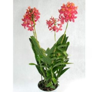 Epidendrum ярко-красный