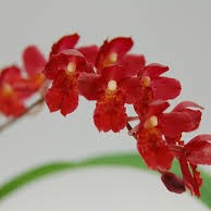 Ховеара Лава Баст