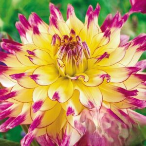 Георгина Zoey Rey