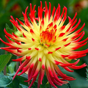 Георгина Jessica