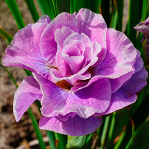 Ирис Пинк парфе