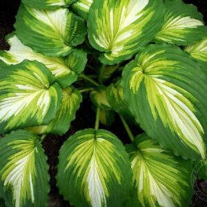 Хоста Вар Пейнт