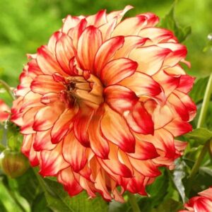 Георгина Delighting Glow