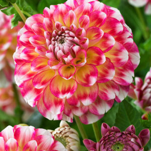 Георгина Hawaii Nl