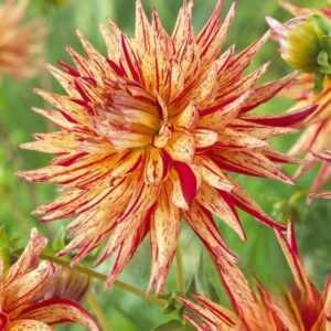 Георгина Marcanti