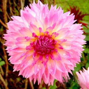 Георгина Sakura Fubuki