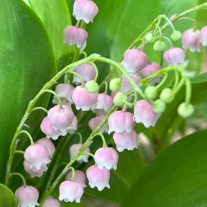 Ландыш розовый (уп 5 шт)