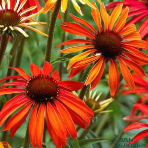 Эхинацея Хот Саммер