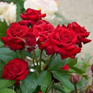 Роза Николо Паганини