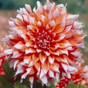 Георгина Holland Festival