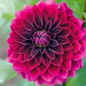 Георгина Voo Doo