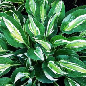 Хоста Глаза змеи