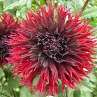 Георгина Kenora Macop-b