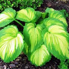 Хоста Вар Пейнт — изображение 3