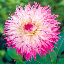 Георгина Snoho Diane