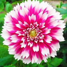 Георгина Fuzzy Wuzzy