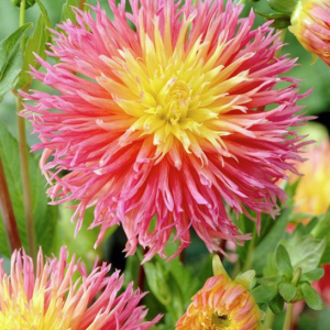 Георгина Fringed Star