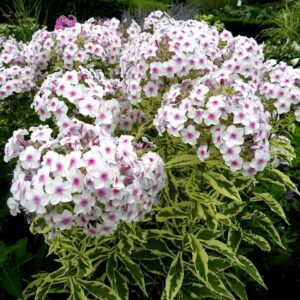 Флокс Нора Лей вариегата