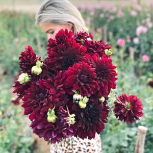 Георгина Rip City