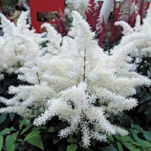 Астильба Rock And Roll