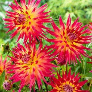 Георгина Bora Bora