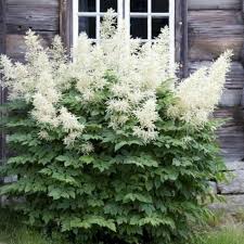 Волжанка Dioicus