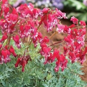 Дицентра Fire Island