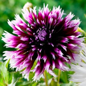 Георгин Alauna Clair Obscur