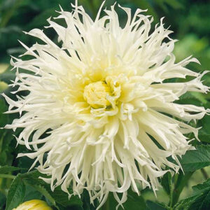 Георгина Ice Crystal