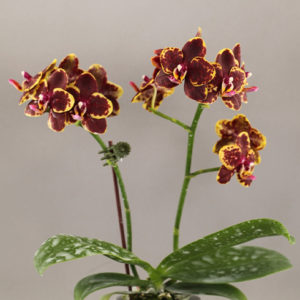Phalaenopsis предзаказ на апрель май 2023