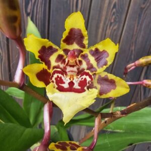 Разные орхидеи