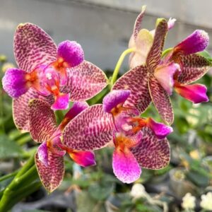 Фаленопсисы цветущие.