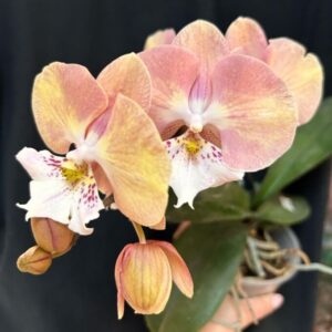 Орхидеи не цветущие