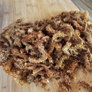 Более толстый. Мох сфагнум чилийский