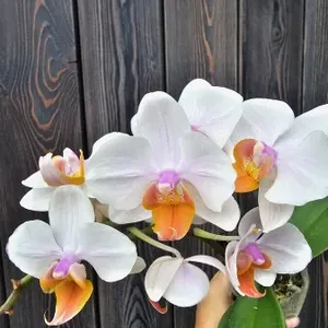 Фаленопсис Кардамон