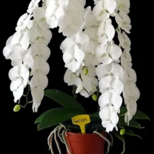 Фаленопсис Кристал вотер