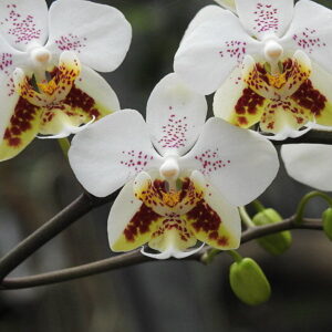 Фаленопсис stuartiana гибрид