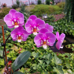 Фаленопсис Taisuco Anna (peloric)