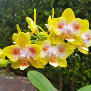 Фаленопсис Yaphon Green Batman