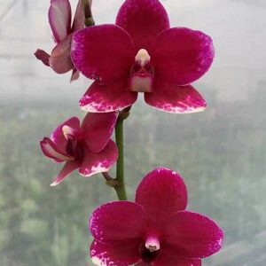 Фаленопсис Taisuco Micky