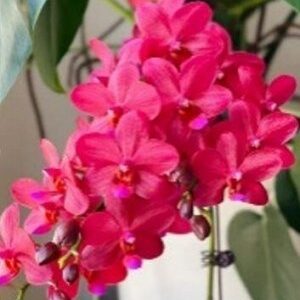 Фаленопсис Dream Girl